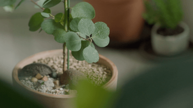 Potted plant with dewdrops on leaves