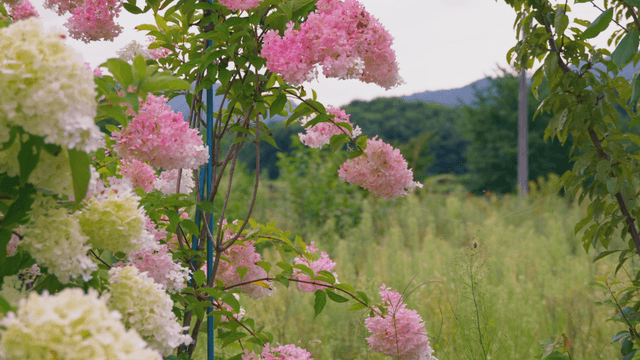 Pink and white hydrangeas in lush garden