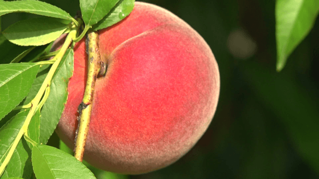 Red peaches hanging from tree branches