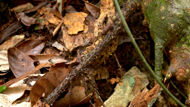 Ants crawling on a branch