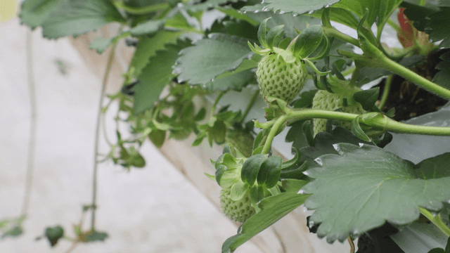 Green strawberries growing in a greenhouse