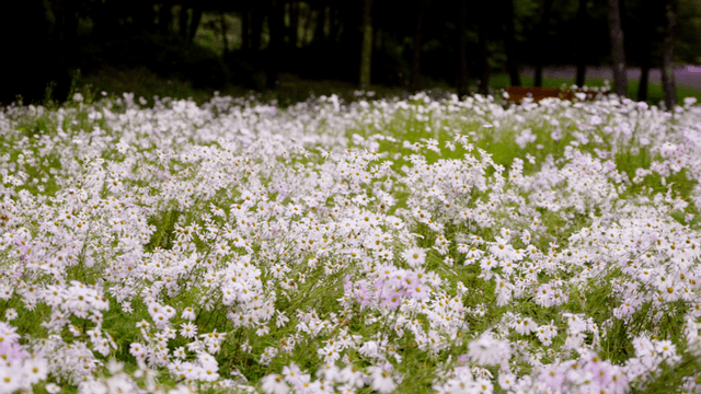 Visitors walking past a field of white wildflowers