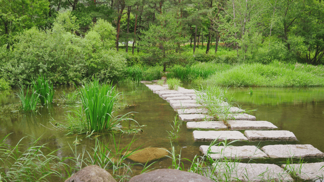 Small stream in a quiet forest