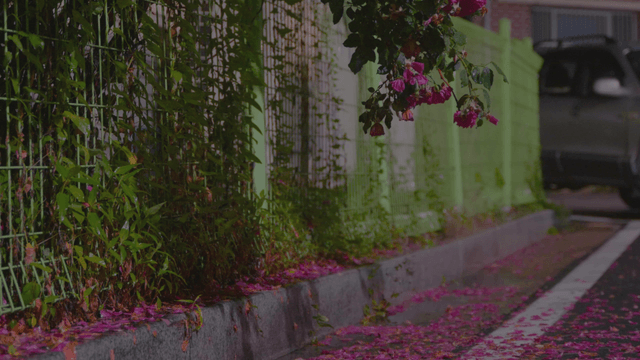 Pink flowers and petals scattered on the ground