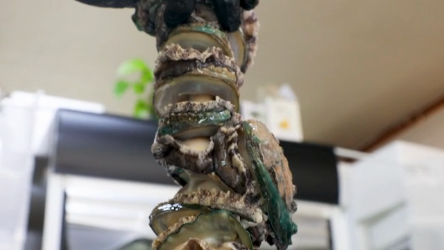 Fresh abalone being prepared indoors