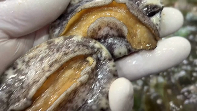 Fresh abalone held in a gloved hand