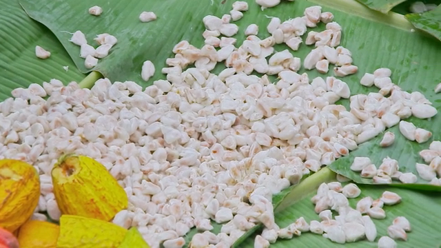 Cacao pods on leaves