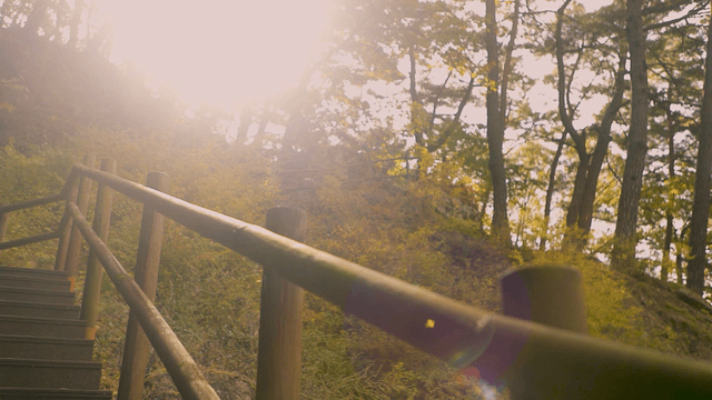 Sunlit forest path with wooden railing