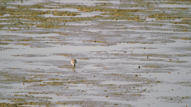 Sandpiper busily foraging alone on the muddy tidal shore