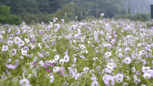Field of blooming cosmos flowers