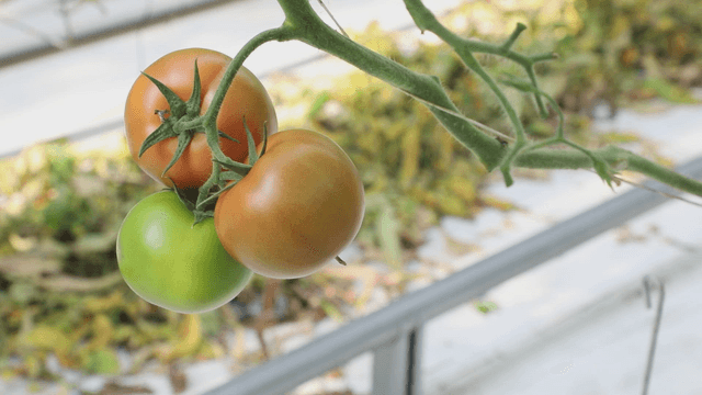 Tomatoes ripening on the vine in a greenhouse