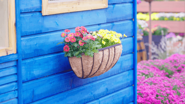 Flower basket hanging on blue wooden wall
