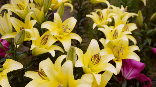 Yellow lilies with dew drops in a garden