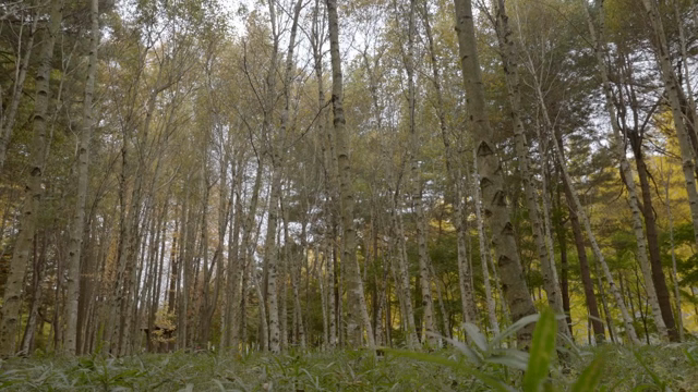 A serene forest with tall trees