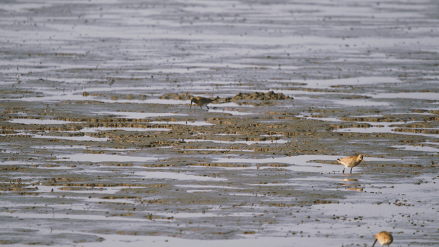 Sandpipers foraging in the muddy tidal wetland