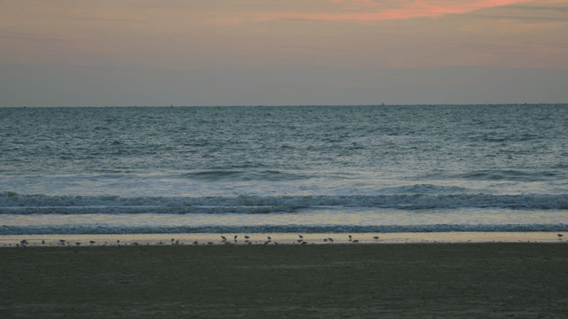 Beach with gentle waves and birds under dim light