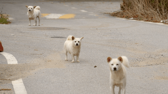 조용한 도로 위의 세 마리 흰 개