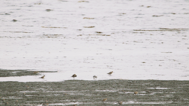 새들이 먹이를 찾아 드는 진흙 해변