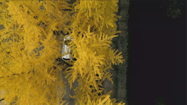 Car driving on a road lined with ginkgo trees