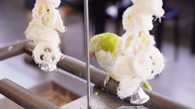 Small green parrot resting on a wooden perch