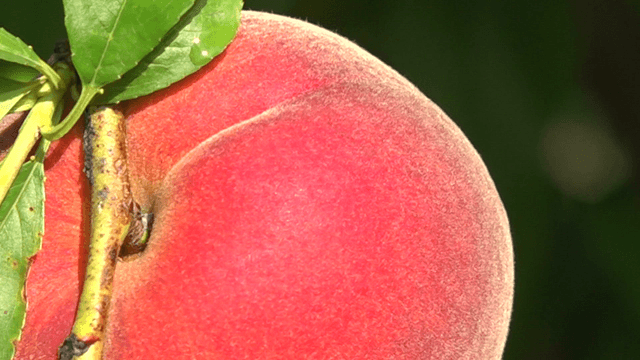 Bright red ripe peach fruits