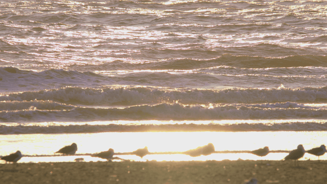 Sandpipers resting on a sunlit beach with gentle waves