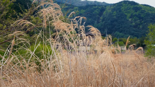 Reeds swaying in a mountain landscape