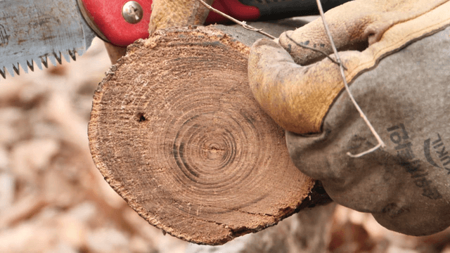 Person explaining a tree while holding a saw to it