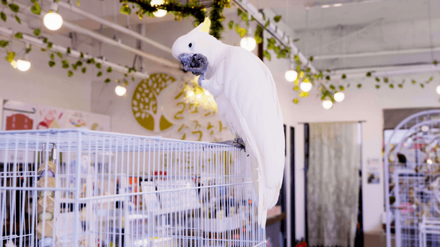 Parrot grooming its claws atop a cage in a parrot cafe