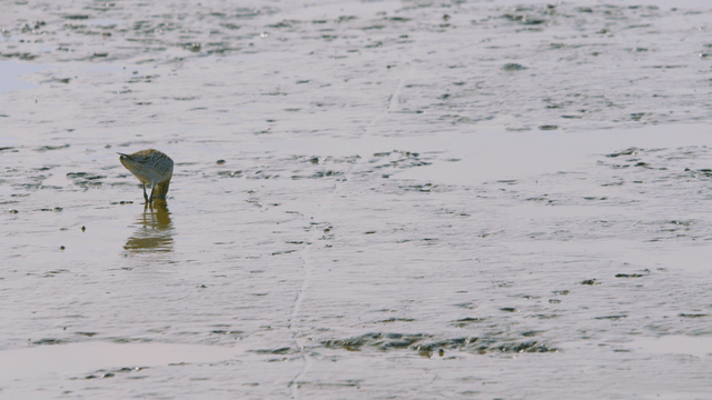 Sandpipers foraging on the muddy shore