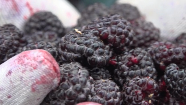 Freshly picked black raspberry in gloved hands