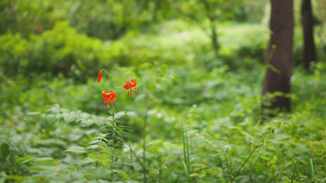 A vibrant orange flower in a lush forest