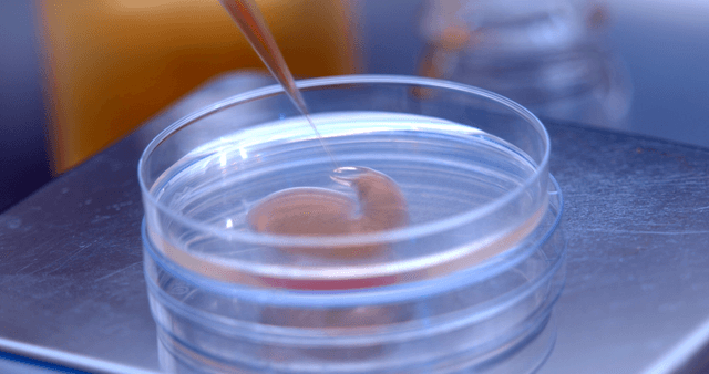 Liquid dropper applying fluid to petri dish