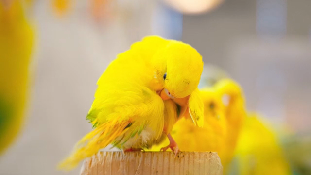 Yellow parrot grooming its feathers