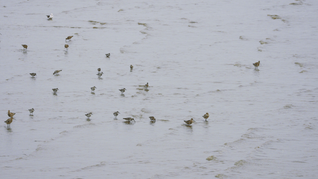 얕은 물에서 물장구치는 새들