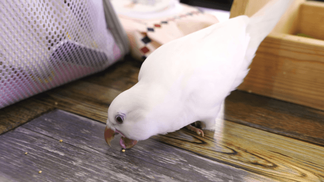 White parrot pecking seeds on wooden desk