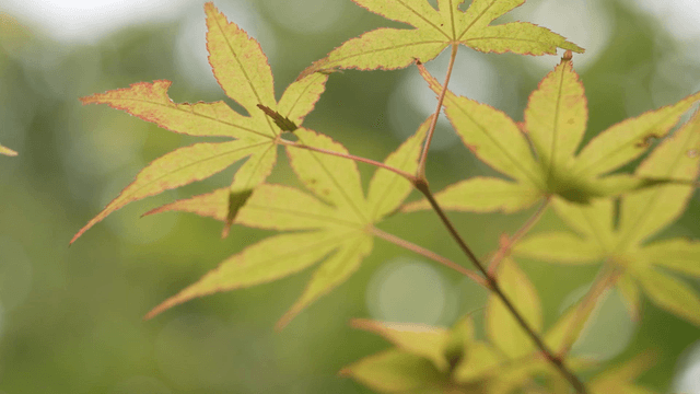 Green maple leaves swaying in gentle breeze