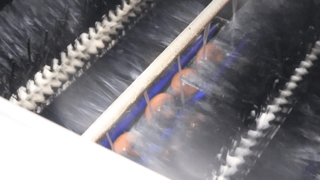Eggs quickly cleaned with brush on factory conveyor belt