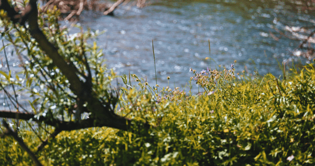 A tranquil river with lush greenery