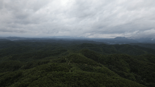 Vast forest under a cloudy sky