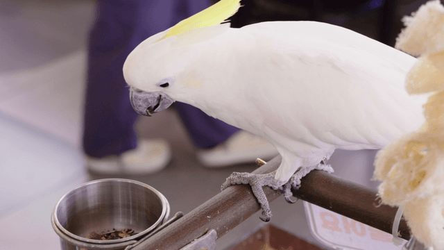 White cockatoo eating from a metal bowl on a perch