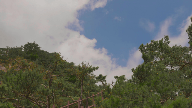 Tranquil forest under clear sky