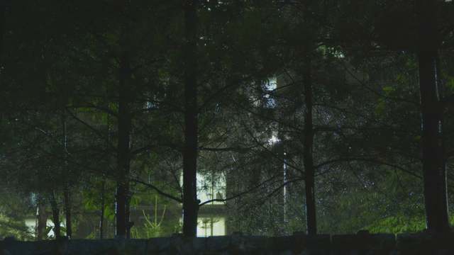 Rain falling on dense forest at night