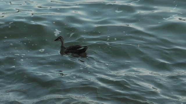 Duck swimming gracefully on water