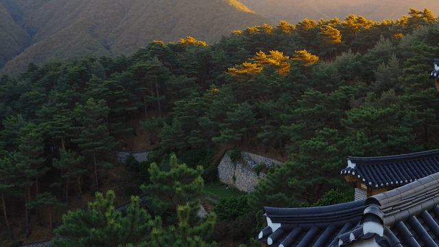 A traditional Korean building in a forest