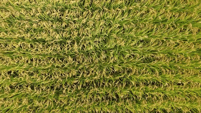 Aerial view of wide, ripe rice fields