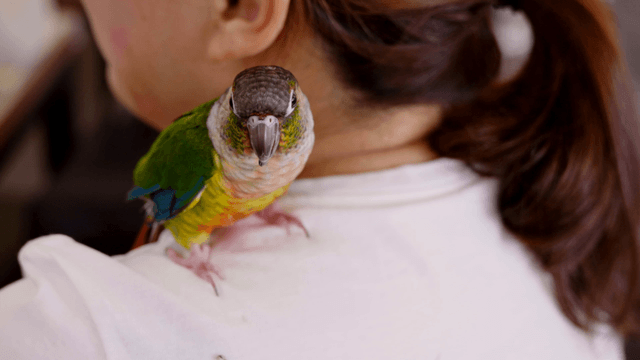 Parrot perched on a woman's shoulder