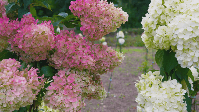 Colorful hydrangeas blooming in garden