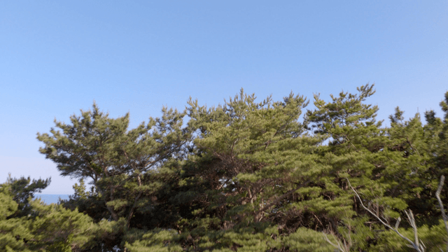 바닷가 옆 푸른 숲
