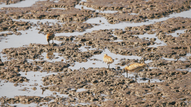 갯벌에서 먹이를 찾는 새들